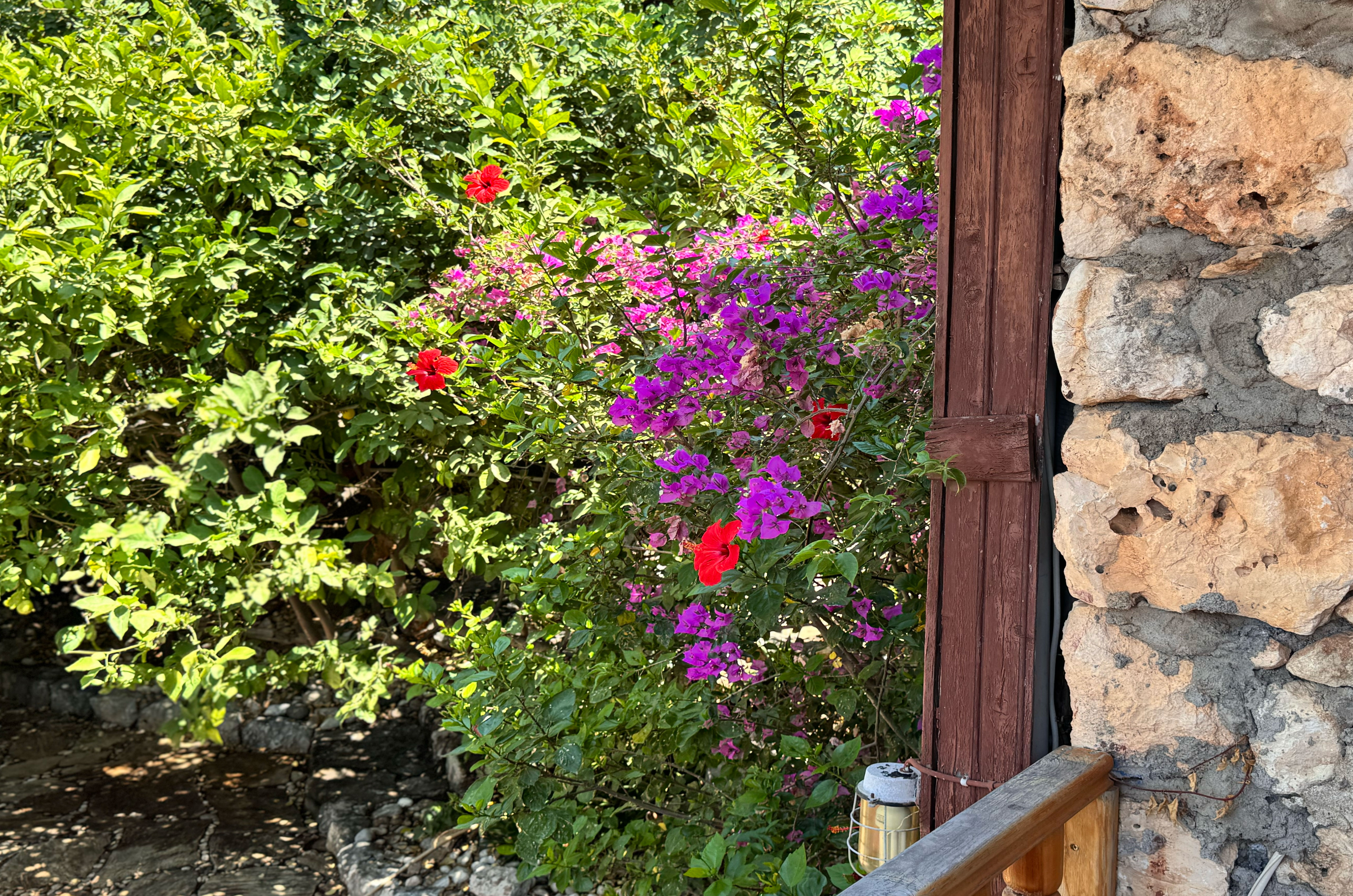 Lemonia - fotoğraf 26