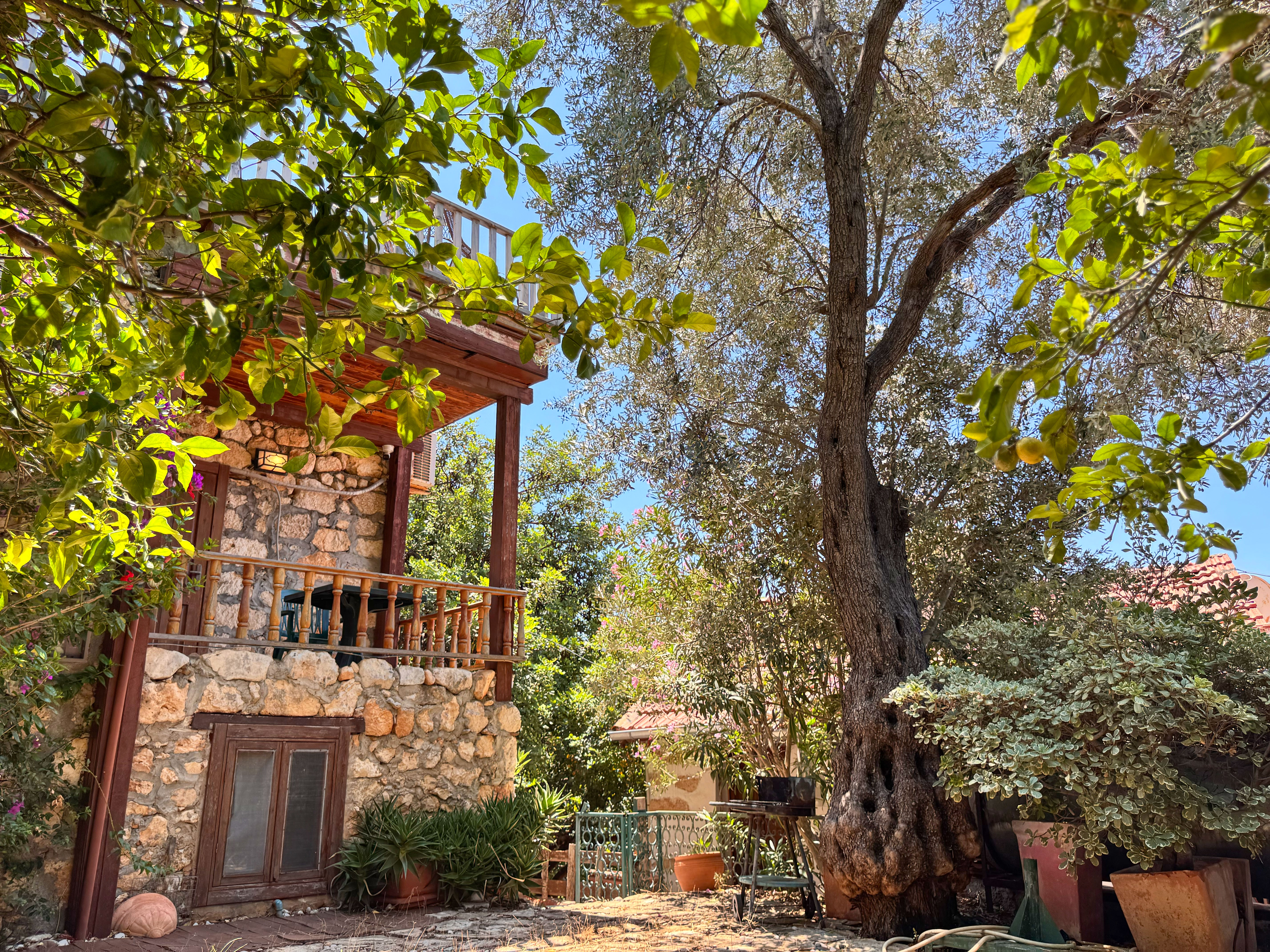 Lemonia - fotoğraf 2